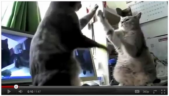 Youtube再生回数1100万回超え！ 会話しながら手遊びをする猫たちが超絶オモシロイ