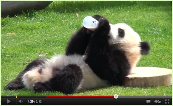 そうだ パンダに会いにいこう もふもふ赤ちゃんパンダのミルクを飲む姿の可愛さ Pouch ポーチ