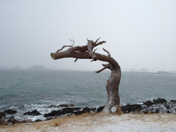 【気仙沼】 津波で被害にあった松の木がまるで「竜」に見えると話題 / 実際に現地に行ってみました