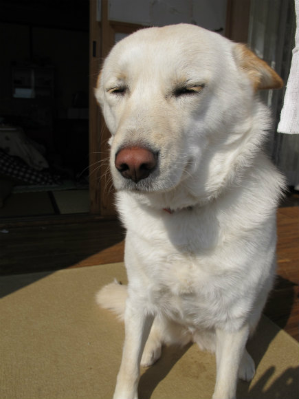 【被災地の今（2）】放射線量が高い地元に残った犬と去った犬…福島・飯舘村に住んでいた動物たちのその後