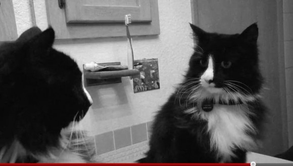 人生のままならなさに満ちたフランス映画風『吾輩は猫である』がオモシロイ！