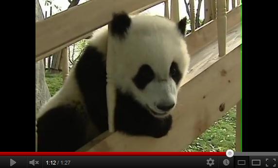 いやぁぁぁん かわいすぎ 滑り台で遊ぶパンダちゃんたちのキュート動画 Pouch ポーチ