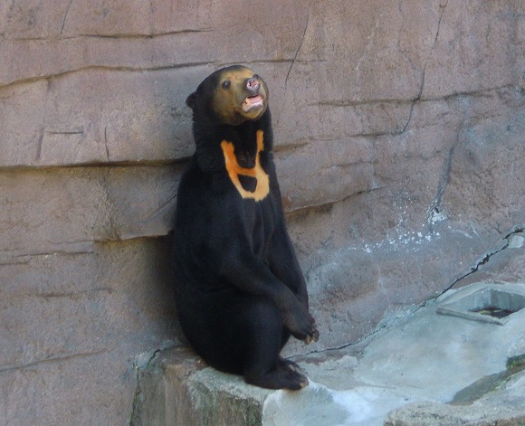 大阪には「オッサン」みたいなクマがいるらしい！　どのくらいオッサンぽいかを確かめに『天王寺動物園』に行ってみたよ