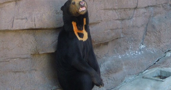 大阪には オッサン みたいなクマがいるらしい どのくらいオッサンぽいかを確かめに 天王寺動物園 に行ってみたよ Pouch ポーチ