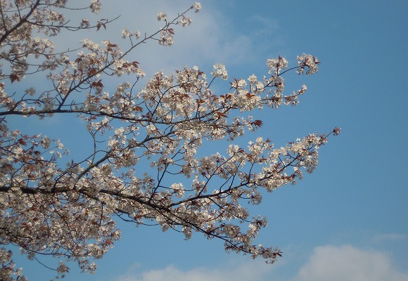 書を捨てよ、花見へ出かけよう♪　これからが見頃の「日本三大桜名所」