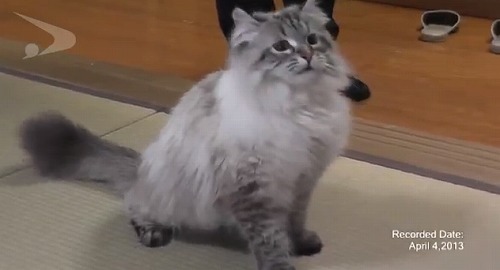 プーチンさんから秋田県に贈られたシベリア猫のミール君が激かわ！ もふもふと猫じゃらしを必死で追いかける