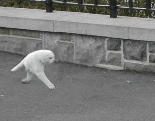 Googleストリートビューが激写した「二本足のネコ」のGIF画像が妖怪ちっく／白ネコさんがトコトコと直立歩行