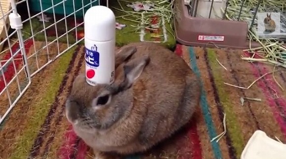 【動画】液体ムヒを頭にのせてじっとしているウサギさん／液体ムヒが落ちてもじっとしていて超かわいいんだ