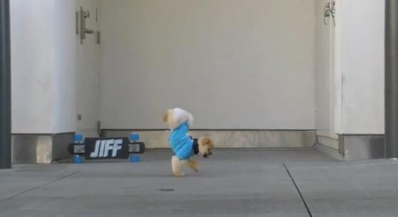 逆立ち ほふく前進 スケートボードをしちゃう芸達者なポメラニアン Pouch ポーチ