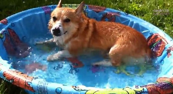 あっっついいいぃぃ〜!!!  コーギー犬、初めてのプールに大はしゃぎでござる