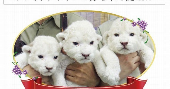 姫路生まれのホワイトライオンの赤ちゃん5頭 まるで ぬいぐるみ みたいにモフモフ Pouch ポーチ