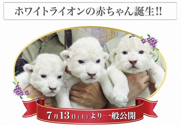 姫路生まれのホワイトライオンの赤ちゃん5頭／まるで “ぬいぐるみ” みたいにモフモフ〜!!