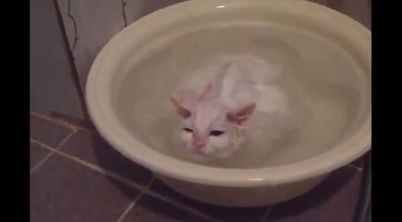 いやニャァ～、まだ出たくないニャァ～／お風呂大好きな子ネコちゃん、もっと長風呂したいと駄々をこねるの巻