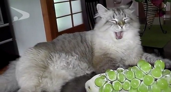 プーチン大統領が秋田県知事に贈ったシベリア猫の動画第2弾／ミール君のもふもふ具合がハンパないであります!!!