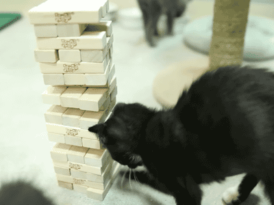 Gif-Kitty-learns-how-to-play-Jenga-plays-DIRTY
