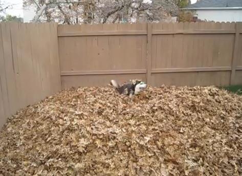 見ているこっちもソワソワしてくる！ 「大量の落ち葉」に全身全霊で “はしゃぎ” まくるハスキー犬