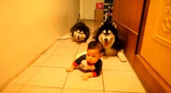 わ〜おんなじことしてる!! 赤ちゃんと一緒にほふく前進する2匹のハスキー犬