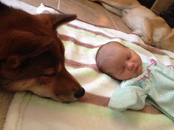 その温かいまなざしに癒やされる 生まれたばかりの赤ちゃんを優しく見守る柴犬 Pouch ポーチ