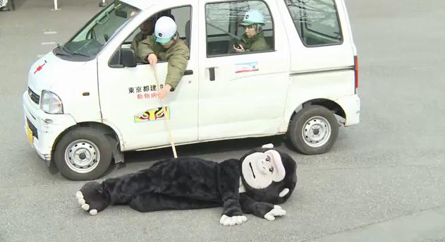 上野動物園で行われた「逃げたゴリラを捕獲する訓練」があまりにもユルいと話題に