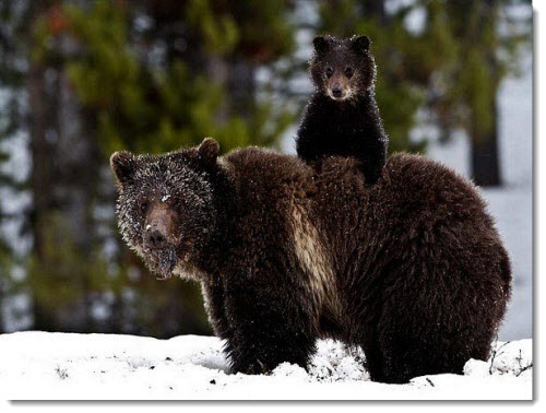 mother-baby-bear