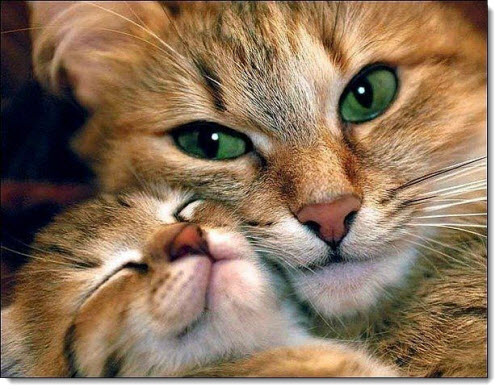 mother-baby-cat