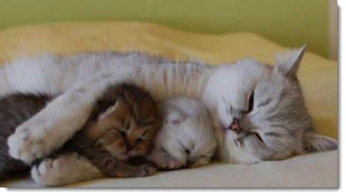 mother-baby-cats-sleeping