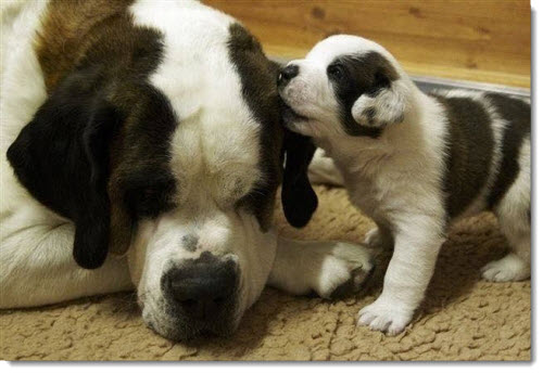 mother-baby-dog
