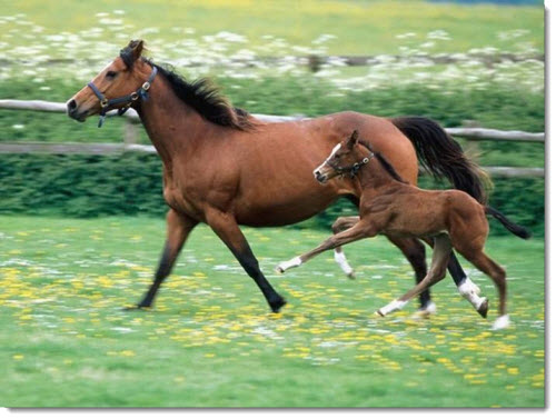 mother-baby-horse