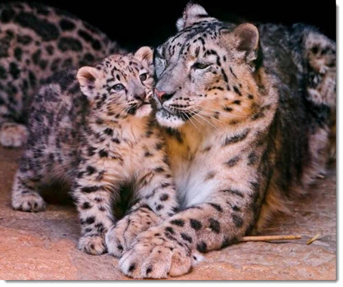 mother-baby-leopard