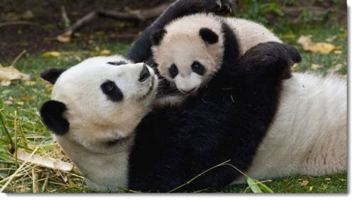 mother-baby-panda