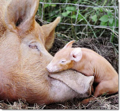 mother-baby-pig