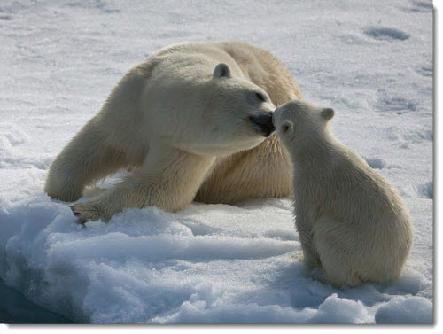 mother-baby-polar-bear