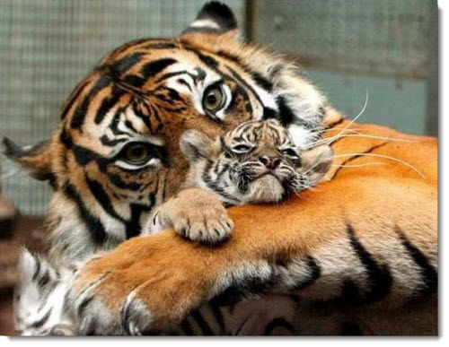 mother-baby-tiger