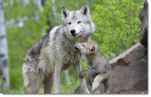 mother-baby-wolf
