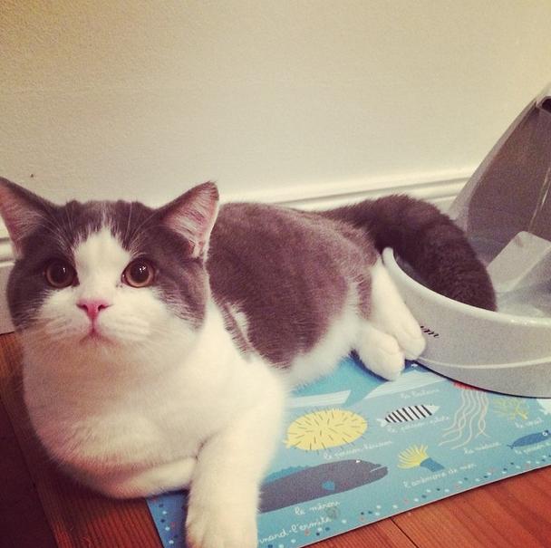 【猫の日特集】Instagramで話題のニャンコアイドル画像でメロメロキュンキュンしちゃお♪