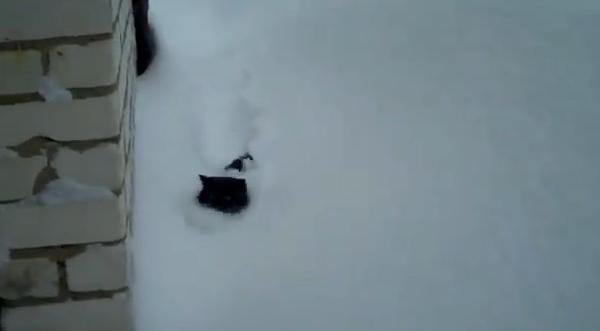 ネコは寒がりだなんて、誰が言ったの？ 首まですっぽり雪に埋もれるニャンコさんを発見