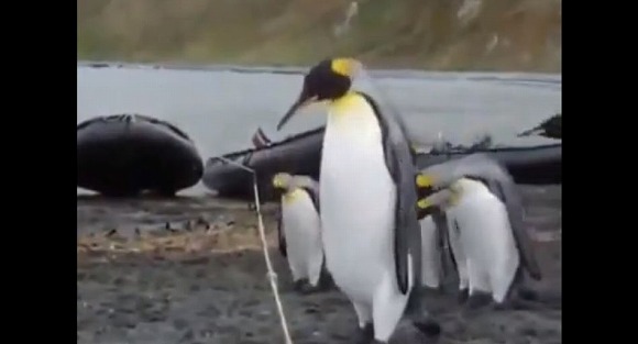 【動画】あ～ん、絶対にひっかかっちゃうよぉ～!!! 目の前に張られたロープをまたげずにオロオロするペンギンさんたち…
