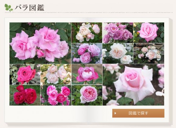 【乙女必見】バラづくしのバラ専門サイト『New Roses（ニューローズ）』がアツい！/「バラ図鑑」「今月のバラ」「ロザリアンのブログ」など見どころ満載