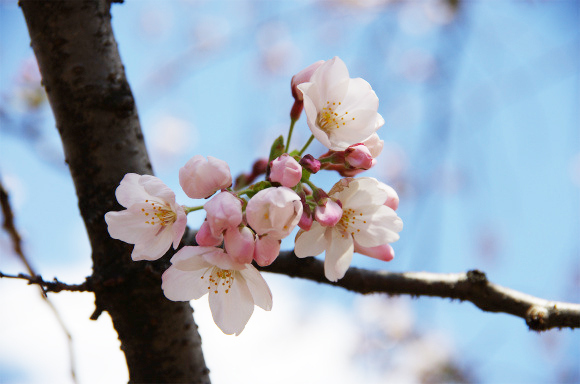 【桜の季節】お花見シーズン前に読んでおきたい厳選記事まとめ！　桜の予習でもしておきましょうぜっ!!