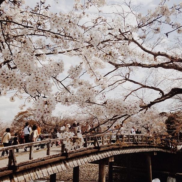 Instagramにもお花見シーズン到来♪ ハッシュタグ「#JHPお花meet」に寄せられた厳選・桜満開フォト