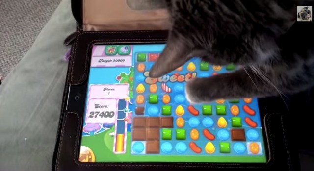 【本日のにゃんこ動画】ネコを飼ってたら絶対にやってみたくなる！ 悶絶級に可愛いパズルゲームで遊ぶネコたち