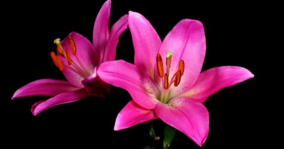 さまざまな花が咲く様子をとらえたタイムラプス映像が超美麗 あまりの艶やかさにうっとり Pouch ポーチ