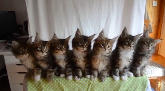 悶絶級のかわゆさ☆　みんな同じ動きで首や手をフリフリする7匹の子猫ちゃんたち！