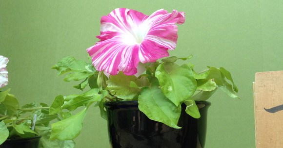 午前中だけの艶姿 華麗にして清楚な希少アサガオが一堂に会す 名古屋朝顔まつり に行ってきたよ Pouch ポーチ