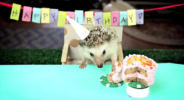 ハリネズミくんのお誕生会にカメラが潜入！ 顔を歪ませケーキにパクつく豪快すぎる食べっぷりにキュン♪