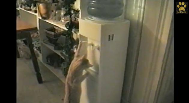 【かわいい動画】ウォーターサーバーから器用にお水を出しゴクゴク飲むニャンコさんを激写！