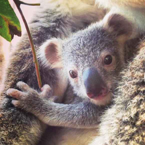 【癒やし】オーストラリアで生まれたコアラの赤ちゃん、ママにぎゅうっとくっついてる姿がめちゃ可愛い！