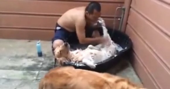 動画 人間様にカラダを洗ってもらって 至れり尽くせり状態な犬 の動画を見つけたなり Pouch ポーチ