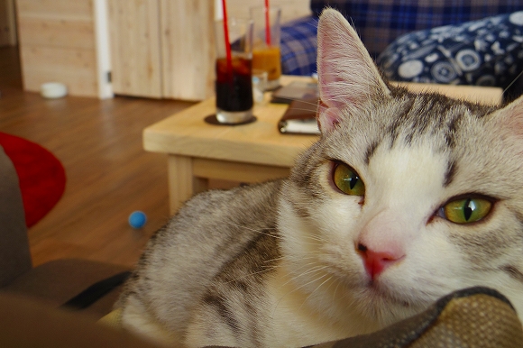 ＜メディア初登場＞10分200円からのモフモフ体験／浅草で見つけたおしゃれな猫カフェ「MONTA」で美猫軍団と遊んできました
