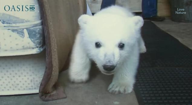 メロメロ動画】可愛過ぎてもうどうしよう！ モッフモフの白クマちゃん